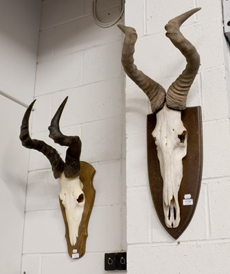 Lot 1116 - Antlers/Horns: A Group of African Game Trophy...