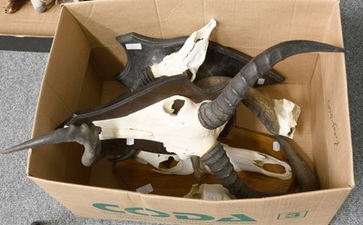 Lot 1116 - Antlers/Horns: A Group of African Game Trophy...