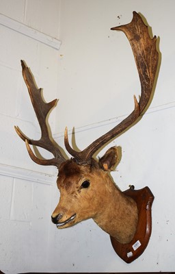 Lot 1051 - Taxidermy: European Fallowbuck (Dama dama),...