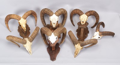 Lot 1033 - Antlers/Horns: A Collection of European...