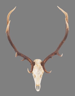 Lot 1037 - Antlers/Horns: Romanian Red Deer Antlers...