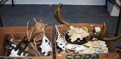 Lot 1071 - Antlers/Horns: A Collection of European Deer...