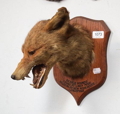 Lot 1073 - Taxidermy: Red Fox Mask (Vulpes vulpes), dated...