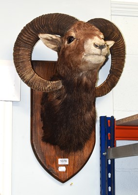 Lot 1076 - Taxidermy: European Mouflon (Ovis aries...