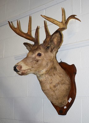 Lot 1054 - Taxidermy: A White-tailed Deer (Odocoileus...