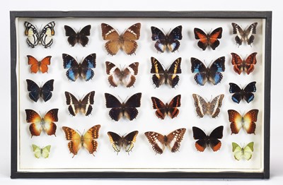 Lot 1077 - Entomology: A Single Glazed Display of African...