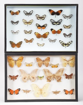 Lot 1079 - Entomology: A Pair of Glazed Tropical...