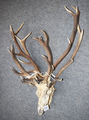 Lot 1030 - Antlers/Horns: Three Sets of Red Deer Antlers...