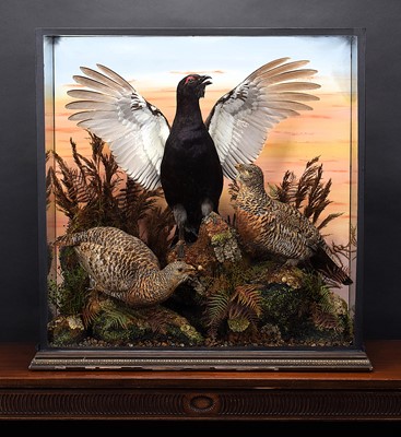 Lot Taxidermy: A Large Cased Diorama of...