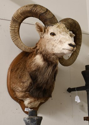 Lot 1105 - Taxidermy: European Mouflon (Ovis aries...