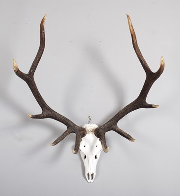 Lot 1104 - Antlers/Horns: European Red Deer Antlers...