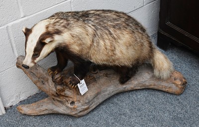 Lot 1058A - Taxidermy: European Badger (Meles Meles) a...