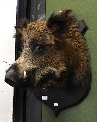 Lot 1080A - Taxidermy: European Widboar(Sus Scrofa) a...