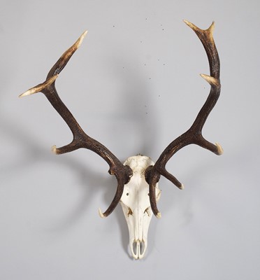 Lot 1103 - Antlers/Horns: European Royal Red Deer Antlers...