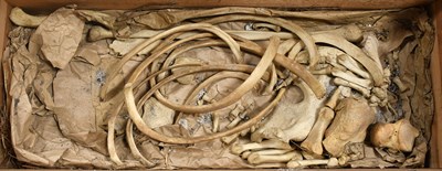Lot 123 - Human Half Skeleton