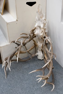 Lot 1107 - Antlers/Horns: A Collection of Red Deer...