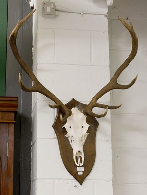 Lot 1122 - Antlers/Horns: A Set of Scottish Red Deer...