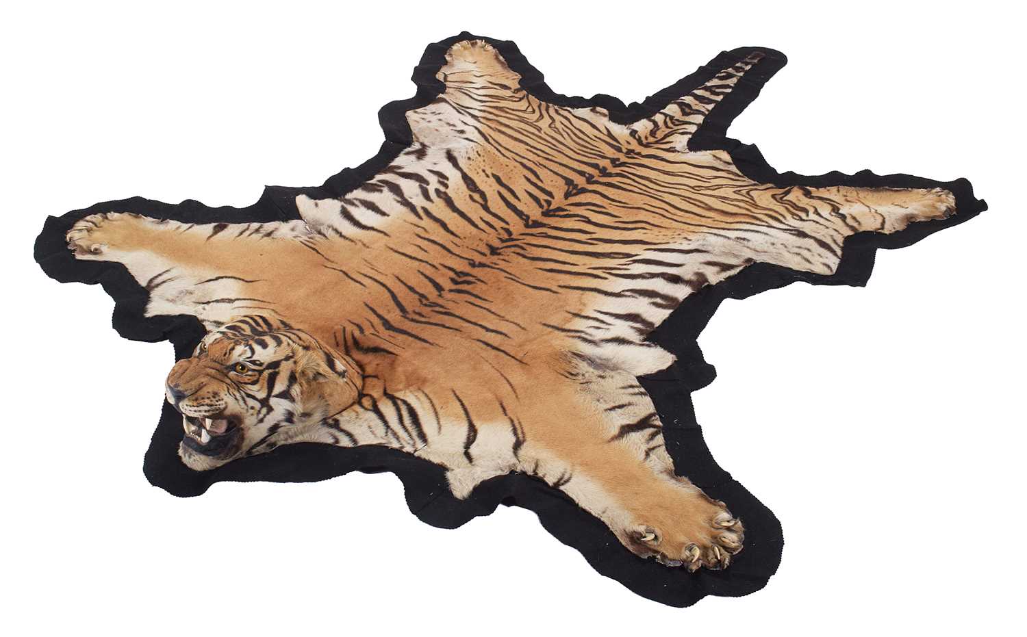 Rust Tiger Rug Skin Taxidermy: Bengal Tiger Skin Rug (Panthera tigris
