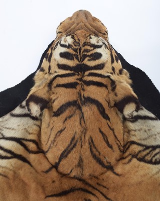Lot 18 - Taxidermy: Bengal Tiger Skin Rug (Panthera...