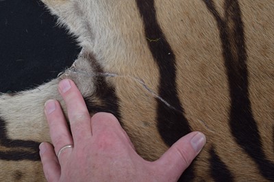 Lot 18 - Taxidermy: Bengal Tiger Skin Rug (Panthera...