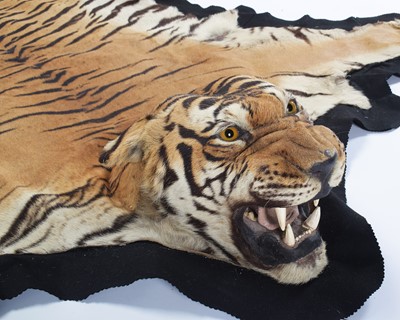 Lot 18 - Taxidermy: Bengal Tiger Skin Rug (Panthera...