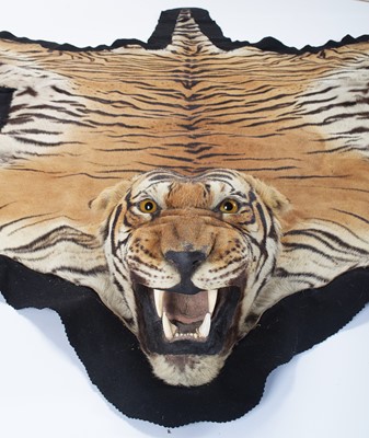Lot 18 - Taxidermy: Bengal Tiger Skin Rug (Panthera...
