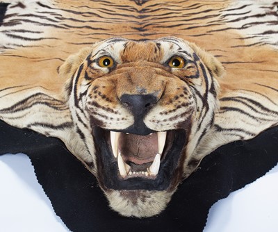 Lot 18 - Taxidermy: Bengal Tiger Skin Rug (Panthera...