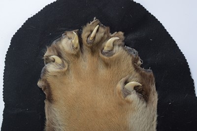 Lot 18 - Taxidermy: Bengal Tiger Skin Rug (Panthera...