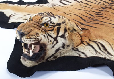 Lot 18 - Taxidermy: Bengal Tiger Skin Rug (Panthera...