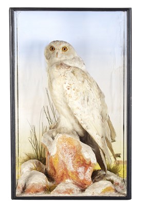 Lot Taxidermy: A Cased Late Victorian Snowy Owl...