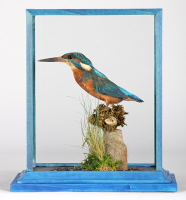 Lot 1112 - Taxidermy: A Cased European Kingfisher (Alcedo...