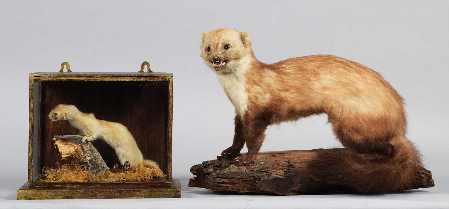 Lot 1113 - Taxidermy: A Cased Least Weasel and Pine