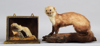 Lot 1113 - Taxidermy: A Cased Least Weasel and Pine...