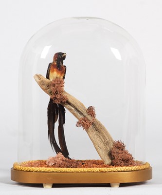 Lot 1119 - Taxidermy: A Late Victorian Long-tailed...