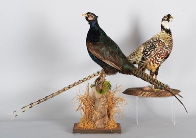 Lot 1110 - Taxidermy: A Melanistic Pheasant and Reeves...