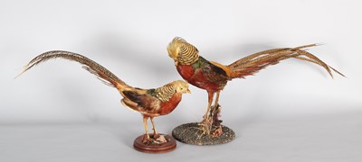 Lot 1117 - Taxidermy: A Pair of Golden Pheasants...