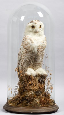 Lot Taxidermy: A Late Victorian Snowy Owl (Nyctea...