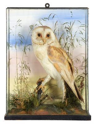 Lot Taxidermy: A Cased Barn Owl (Tyto alba), circa...