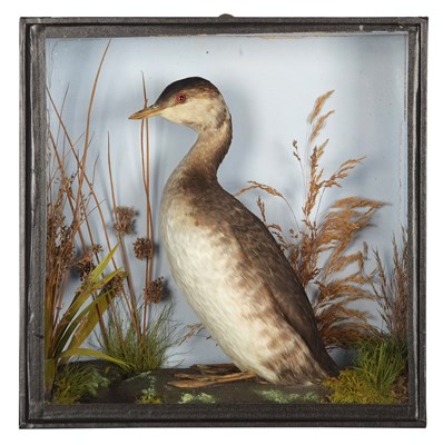 Lot Taxidermy: A Cased Slavonian Grebe (Podiceps...