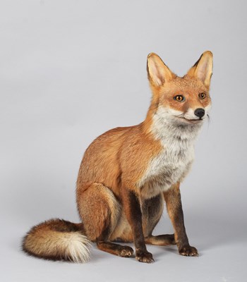 Lot Taxidermy: A European Red Fox (Vulpes vulpes),...