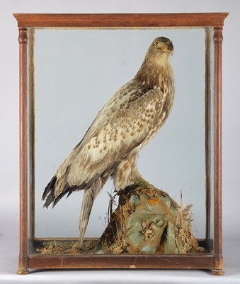 Lot Taxidermy: A Late Victorian Cased Immature...