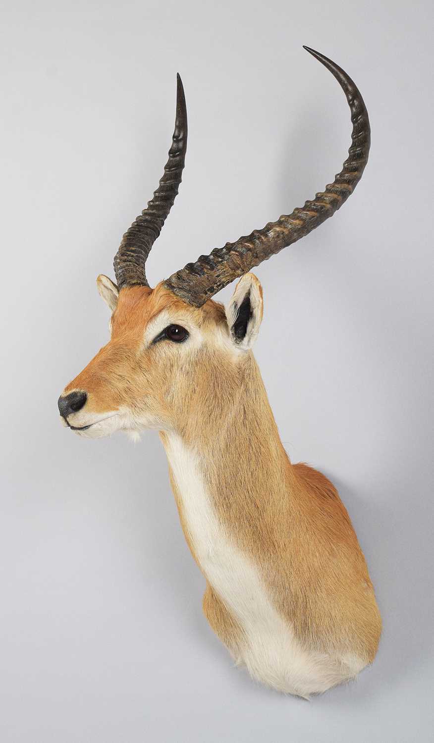 Lot 171 - Taxidermy: Red Lechwe (Kobus leche), circa...