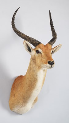 Lot 171 - Taxidermy: Red Lechwe (Kobus leche), circa...