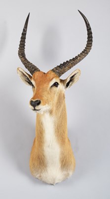 Lot 171 - Taxidermy: Red Lechwe (Kobus leche), circa...