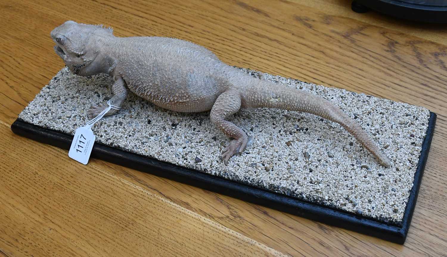 Lot 1117 - Taxidermy: A Central Bearded Dragon Lizard...