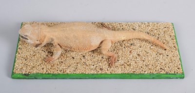 Lot 1117 - Taxidermy: A Central Bearded Dragon Lizard...