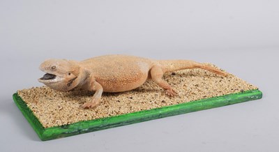 Lot 1117 - Taxidermy: A Central Bearded Dragon Lizard...