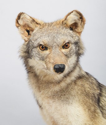 Lot 186 - Taxidermy: North American Coyote (Canis...