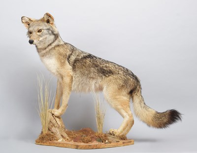 Lot 186 - Taxidermy: North American Coyote (Canis...
