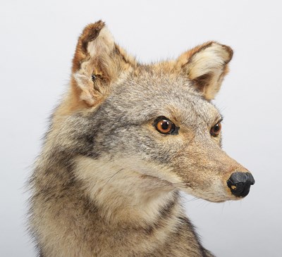 Lot 186 - Taxidermy: North American Coyote (Canis...